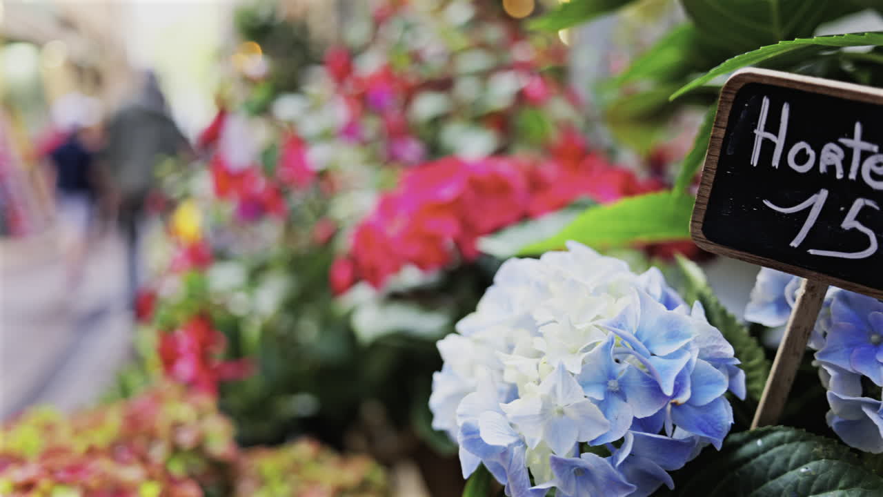 Close up of hydrangea for sale at a flower shop on the streets of Antibes, France