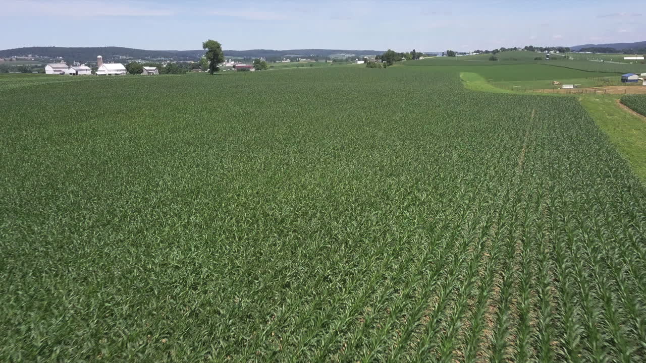 drone disparó sobre cultivos