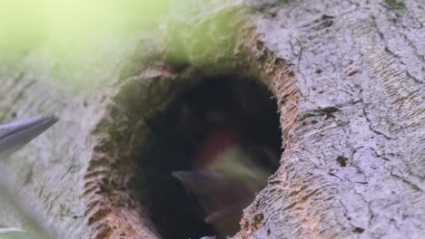 super close view of young spotted woodpecker being fed by father in the nest