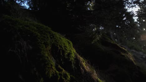 tilt-shot-of-slowly-moving-spruce-brush-and-sunshine