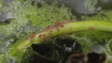 group of red aphids on a small green twig feasting on the plant's inside