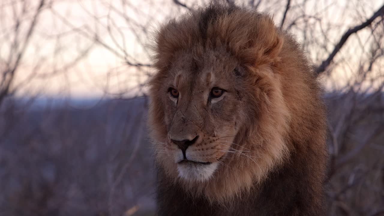 el león lame los labios y parpadea el slomo
