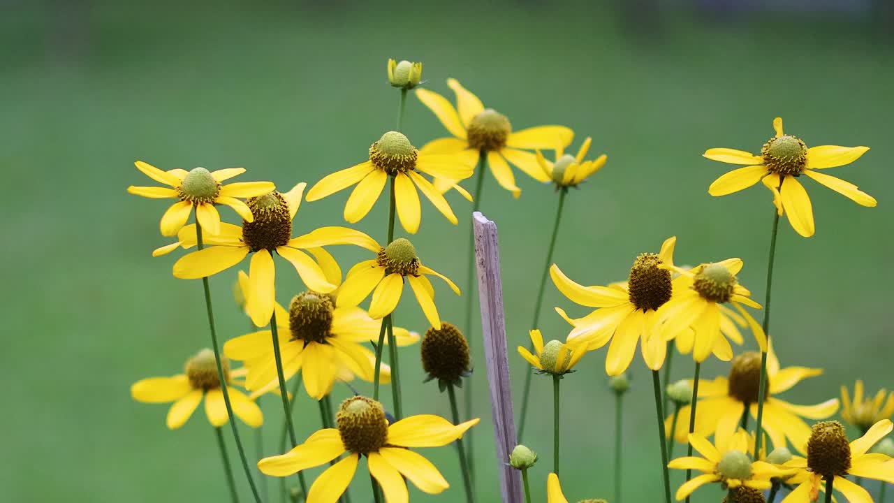las flores amarillas vibrantes se balancean suavemente en la brisa