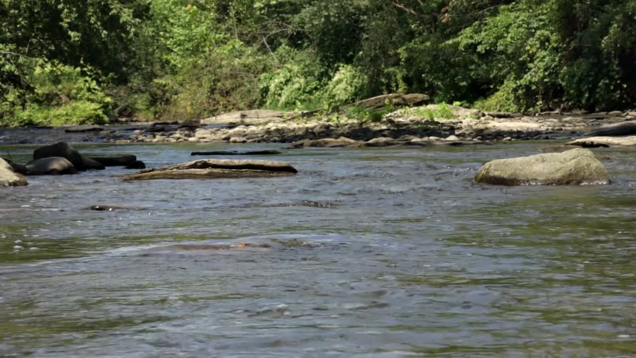 río lento que serpentea a través de rocas en el bosque