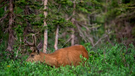 Closeup-view-of-a-mule-deer