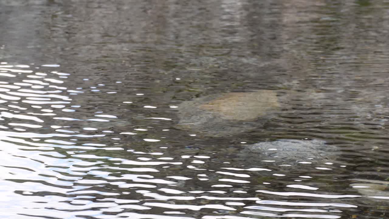 수중에 돌이 있고 수면에 태양이 반사되는 고요한 연못