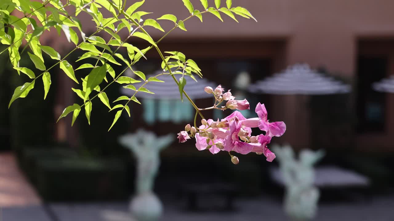 정원 환경에서 꽃이 피는 시간 경과