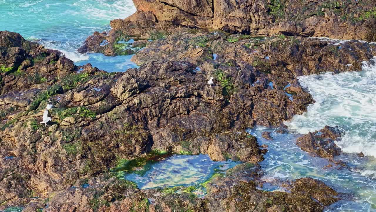 Saint-Malo, Bretonya, Fransa kıyısında, denizin kenarındaki yosunlu kayalıklarda martılar, dalgalar ve berrak gelgit havuzları manzarası.
