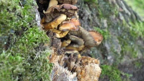 Hongos-Hongos-En-El-Tronco-Del-árbol-Con-Musgo,-Caída,-Inclinación-Lenta-Hacia-Arriba-Revelan