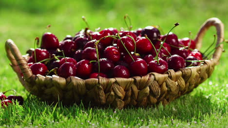 close-up of red cherry berries take a hand from a basket standing on the green grass