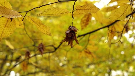 árvore de avelã comum no outono - um monte de folhas castanhas secas penduradas em uma árvore na floresta de hoia, cluj-napoca - foco seletivo, em close-up