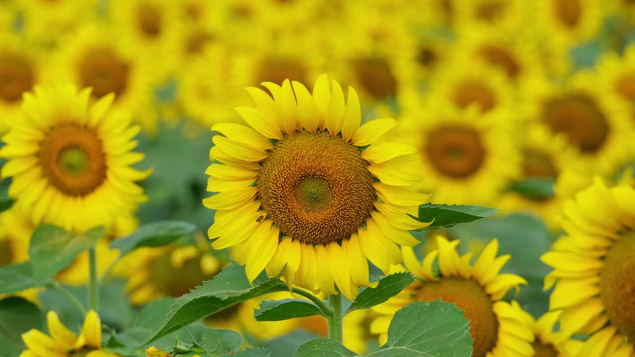 la cámara se acerca revelando una flor en la parte delantera con una abeja acercándose y todo el campo de girasol común, helianthus annuus, tailandia