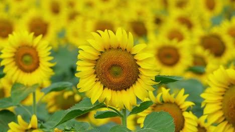 Camera-zooms-in-revealing-a-flower-in-the-front-with-a-bee-approaching-and-the-whole-Common-Sunflower-field,-Helianthus-annuus,-Thailand