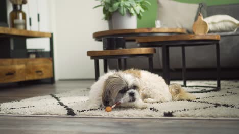 Perro-Boomer-Masticando-Un-Palito-Para-Masticar-En-La-Alfombra-De-La-Sala,-Plano-Medio