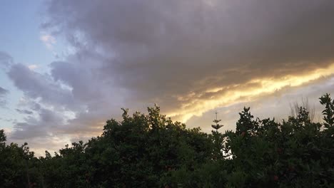 hermosa puesta de sol en el cielo con nubes grises en un huerto verde