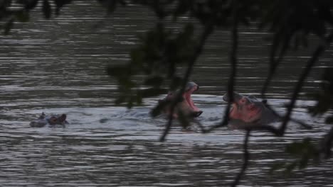 Los-Hipopótamos-Se-Involucran-En-Una-Pelea-De-Agua-Lúdica-En-El-Parque-Nacional-Kruger,-Primer-Plano