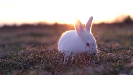 little white bunny at a beautiful sunset, he is eating grass. cute rabbit in the field