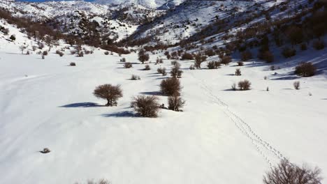 Mehrere-Bäume-Ohne-Blätter-Mit-Langen-Schatten-Stehen-An-Einem-Sonnigen-Tag-In-Einem-Mit-Weißem-Schnee-Bedeckten-Tal-Zwischen-Dem-Hohen-Hermon-Gebirge-Im-Anti-Libanon-Gebirge-In-Israel