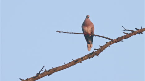 Footage-of-a-singing-European-Turtle-Dove-with-sound