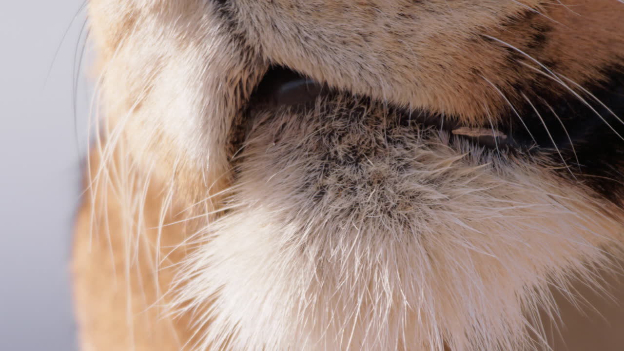 Close up tilt shot of a lion's nose, mouth and eyes during the morning
