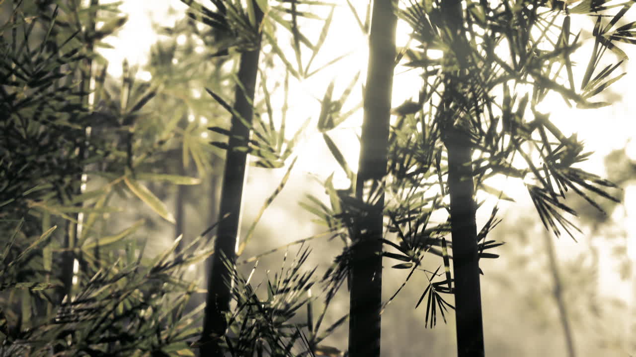 아침 시간 에 조용 한 숲 에 있는 대나무 를 통해 빛 이 필터링 된다