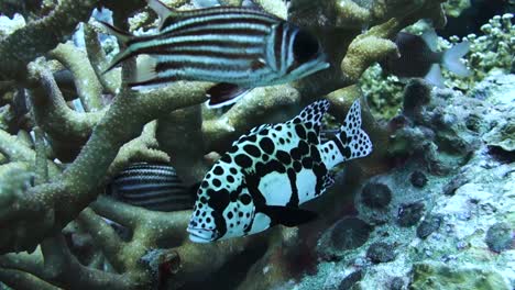 Spotted-Adult-Harlequin-Sweetlips-Shelters-Under-Staghorn-Branching-Coral