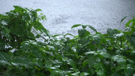 En-La-Temporada-De-Lluvias,-El-Este-De-La-India-Recibe-Fuertes-Lluvias-Durante-La-Temporada-De-Lluvias