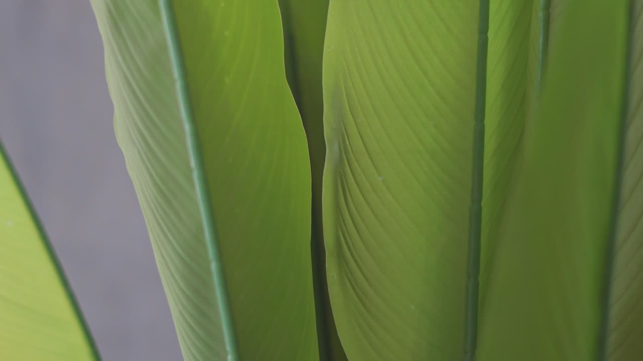 plantas artificiales con hojas y plantas realistas de plástico