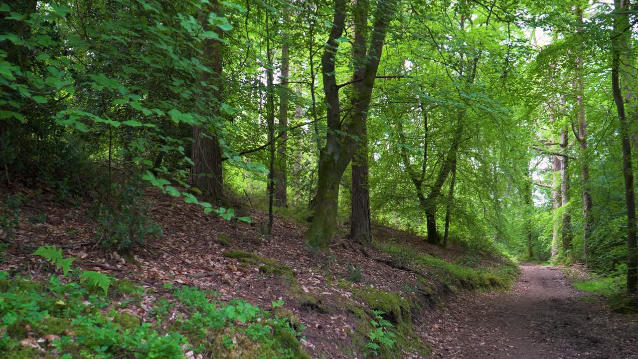 Sentiero 4K nei boschi di Horner nel Parco Nazionale di Somerset, percorso pedonale tra alberi verdi