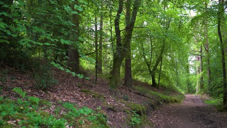 4k trail in the middle of the horner woods in the national park somerset, walk path in the middle of green trees