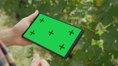 farmer using tablet in a vineyard