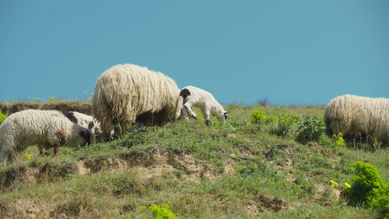 Sheep and Lambs Grazing on a Hillside