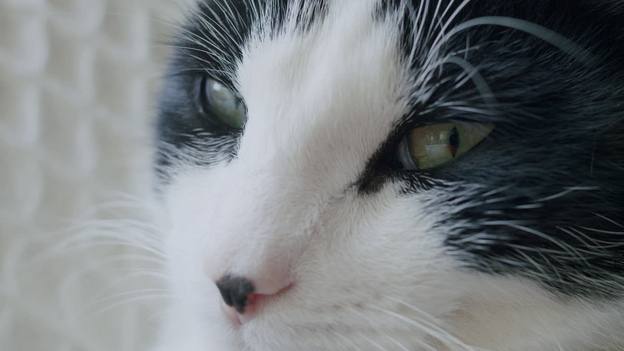 el gato adormecido es un animal de compañía lindo.