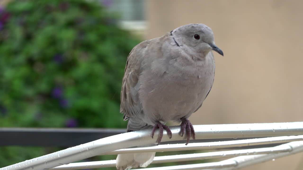 Close up of a dove sitting on a clothing drying rack outside