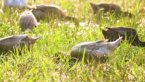 Gänschen-Enten-Laufen-Draußen-Im-Dorf-Spazieren-Und-Fressen-Im-Sommer-In-Bangladesch-Grünes-Gras