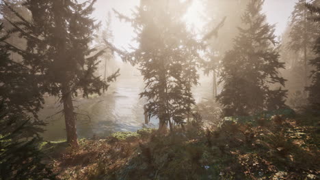 sunlight entering autumn coniferous forest on a misty morning