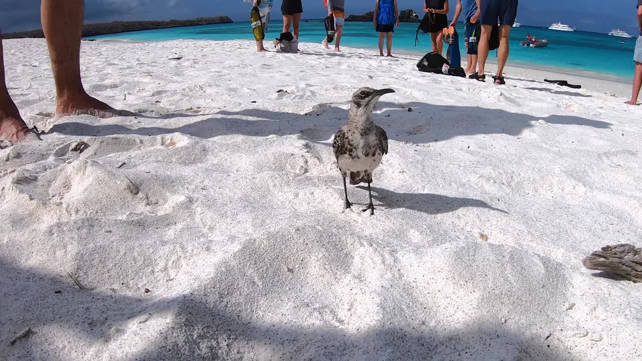 Small and curious bird is standing on a white sand beach in the Galapagos Islands. People are around him. On the back, the water is clear and some cruises are anchored.