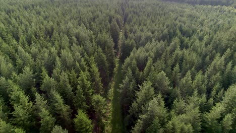 aerial view of nature path leading through coniferous