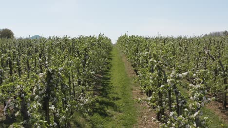 rise of a drone - aerial shot of a sunny white apple blossom on a big field with mountains in the background 25p