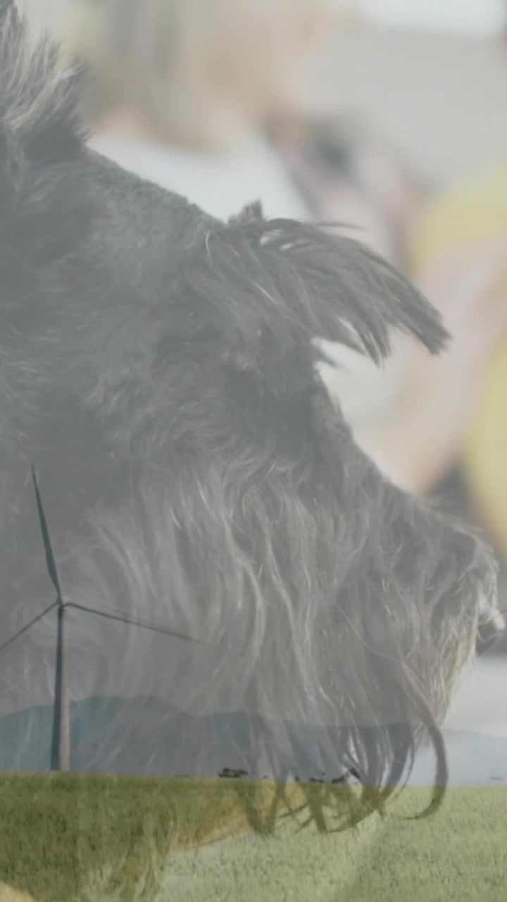 Vertikal video: Ruhåret hundehoved vokser, et overlay stiger op og flettes sammen med et felt, en turbine, slørede kvinder og reklamer
