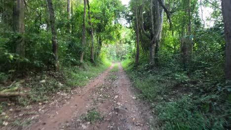 progression along a tranquil forest trail