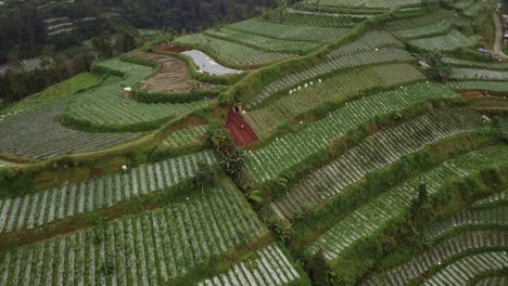 Der-Blick-Auf-Die-Grüne-Wiese-Am-Hügel,-Wo-Landwirtschaft-Betrieben-Wird