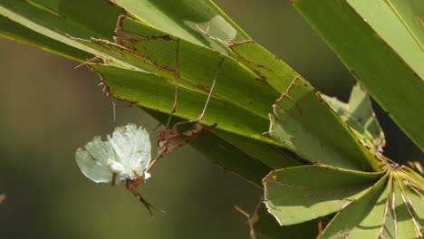 mantid in wild - eating pry