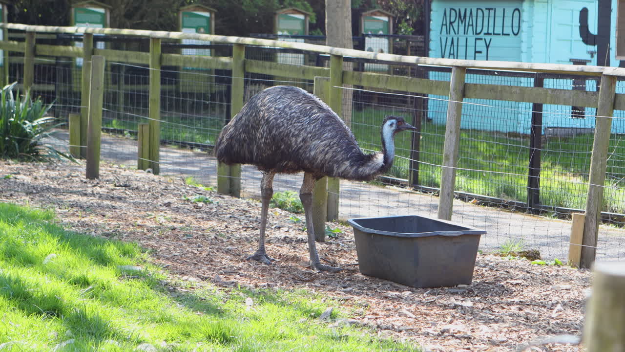 Emu walking through Battersea Zoo, London, close-up view, tranquil environment