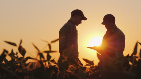 dos hombres granjeros trabajando en el campo al atardecer usando una tableta