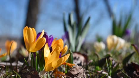 spring crocuses in bloom