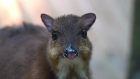 handheld motion extreme close up shot of a smallest hoofed mammal, lesser mouse-deer, tragulus kanchil, pregnant mother munching on feeds, sudden hiccuping at wildlife park