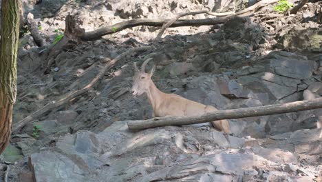 mountain goats adventuring and exploring the rugged rocky alpine terrain with grace a breathtaking and scenic view features mountain goats skillfully traversing the snowy slopes near rugged rocky cliffs capturing the true essence and beauty of alpine wildlife in its natural habitat