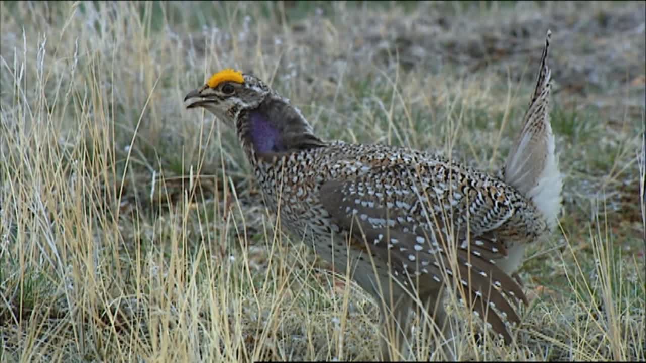 클로즈업은 들판에 앉은 여성 세이지 브러시 뇌조를 보여줍니다.
