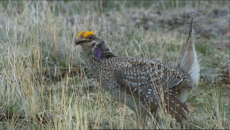 closeups show female sage brush grouse roosting in a field